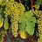 REMEMBERING ROUSSANNE