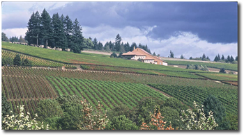 Domaine Drouhin winery