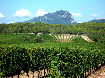 languedoc-roussillon vineyards