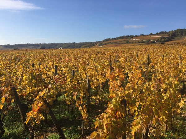 burgundy vineyard 2016