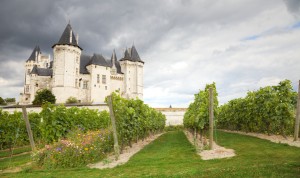 Loire Valley vineyard