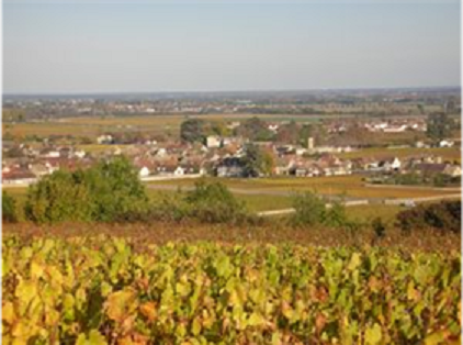 ballot millot vineyard